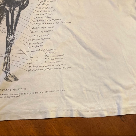 Buckler unisex cotton tee shirt Equine anatomy illustration in gray on off white - Picture 2 of 10